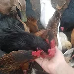 Wczasy Na Kaszubach U Hani Lejlighed