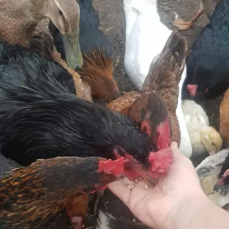 Wczasy Na Kaszubach U Hani Appartement